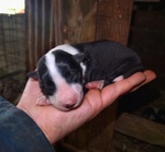 Cuccioli di Border Collie - Foto n. 5