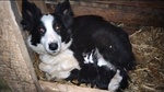 Cuccioli di Border Collie - Foto n. 6