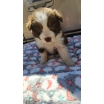 🐶 Border Collie di 1 anno e 1 mese in vendita a Salgareda (TV) e in tutta Italia da privato