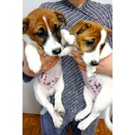 Cuccioli Jack Russell terrier Pedigree