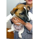 Cuccioli jack Russell Terrier Pedigree - Foto n. 3