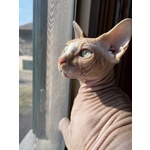 Stallone Canadian Sphynx per Monta