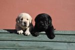 Cuccioli di Labrador Biondi e neri con Pedigree
