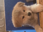 🐶 Akita Inu femmina di 6 settimane (cucciolo) in vendita a Piombino (LI) e in tutta Italia da privato