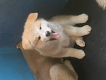 Cucciole Akita Inu - Foto n. 2