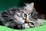 Disponibili Cuccioli di Gatto Siberiano - Foto n. 1