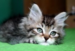 Disponibili Cuccioli di Gatto Siberiano - Foto n. 3