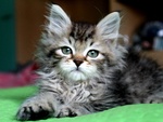 Disponibili Cuccioli di Gatto Siberiano - Foto n. 4