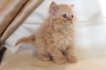 Cuccioli di Selkirk Rex