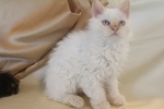 Cuccioli di Selkirk Rex - Foto n. 2