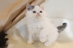 Cuccioli di Selkirk Rex - Foto n. 3