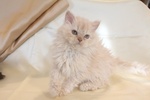 Cuccioli di Selkirk Rex - Foto n. 4