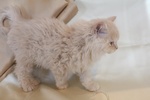 Cuccioli di Selkirk Rex - Foto n. 6