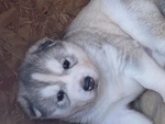 Cuccioli Siberian Husky - Foto n. 2