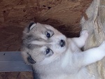 🐶 Husky di 7 settimane (cucciolo) in vendita a Bernalda (MT) e in tutta Italia da privato