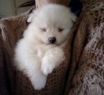 Cuccioli di Spitz Volpino Pomerania Maschi - Foto n. 3