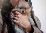 Cuccioli di Spitz Volpino Pomerania Maschi - Foto n. 1