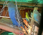 Cocorite Papagali vari Colori(maschi/femmine) - Foto n. 5