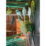 Cocorite Papagali vari Colori(maschi/femmine) - Foto n. 7