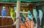 Cocorite Papagali vari Colori(maschi/femmine) - Foto n. 8
