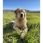 Cuccioli Golden Retriever linea Americana