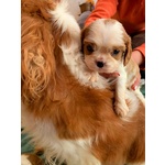 🐶 Cavalier King maschio di 8 settimane (cucciolo) in vendita a Salerno (SA) e in tutta Italia da privato
