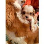 Cuccioli di Cavalier King Charles Spaniel