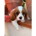 Cuccioli di Cavalier king Charles Spaniel - Foto n. 7