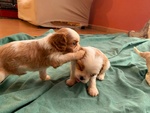 Cuccioli di Cavalier king Charles Spaniel - Foto n. 8