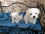 🐶 Maltese in adozione a Brescia (BS) da privato