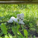 Bellissimi Cuccioli Giocattolo Maltesi Maschio e Femmina - Foto n. 3