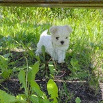 Bellissimi Cuccioli Giocattolo Maltesi Maschio e Femmina - Foto n. 4