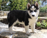 Siberian Husky Pedigree