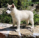 Siberian Husky Pedigree - Foto n. 2