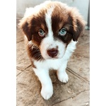 Cuccioli di Australian Sheperd - Foto n. 1