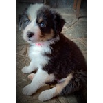 Cuccioli di Australian Sheperd - Foto n. 3