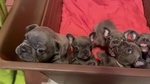 🐶 Bulldog Francese di 8 settimane (cucciolo) in vendita a Vernate (MI) da privato
