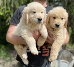 GOLDEN RETRIEVER CUCCIOLI