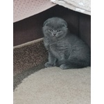 🐱 Scottish Fold femmina di 1 anno e 1 mese in vendita a Sondrio (SO) e in tutta Italia da privato