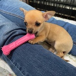 🐶 Chihuahua femmina di 3 mesi in vendita a Roma (RM) da privato