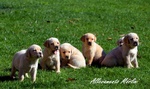 Labrador Femmina con Pedigree Ottimo Prezzo - Foto n. 4