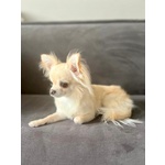 Chihuahua pelo Lungo Maschio Pedigree Enci - Foto n. 1