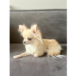 Chihuahua pelo Lungo Maschio Pedigree Enci