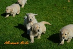 Golden Cuccioli Ottimo Prezzo - Foto n. 3