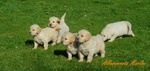 Golden Cuccioli Ottimo Prezzo - Foto n. 1