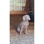 Weimaraner