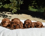 Cavalier king Charles Spaniel con Pedigree Enci - Foto n. 2