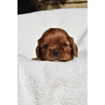 Cavalier king Charles Spaniel con Pedigree Enci - Foto n. 3