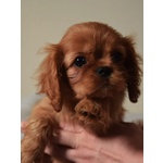 Cavalier king Charles Spaniel con Pedigree Enci