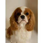 Cavalier king Charles Spaniel con Pedigree Enci - Foto n. 4